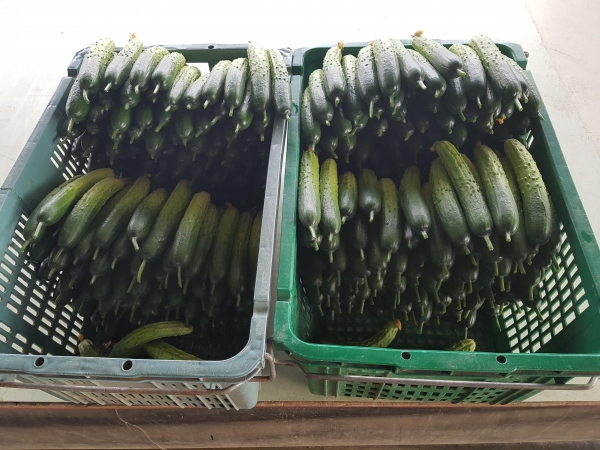 하늘그린오이 출하