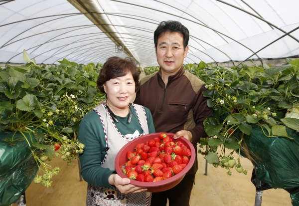 딸기수확 모습