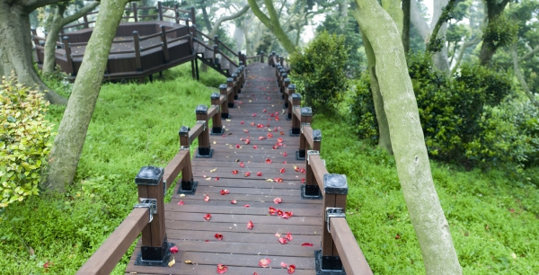 .외연도 상록수림