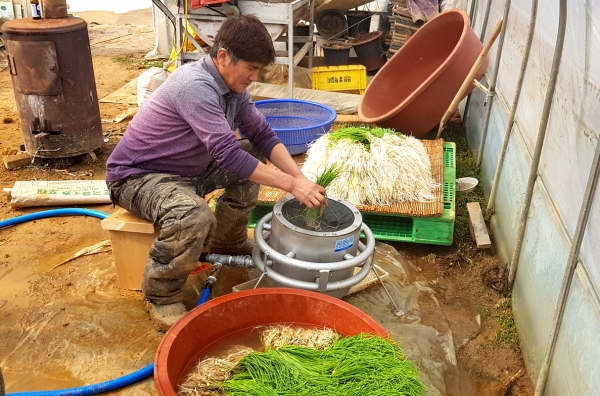 장정리 달래 세척작업