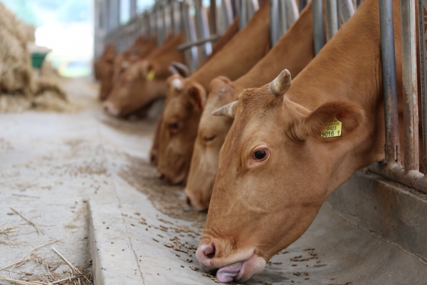 홍성군 축산농가 사료구매자금 지원