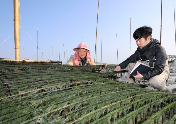 고남 누동리 매생이 양식장