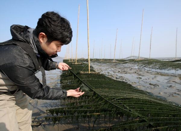 고남 누동리 매생이 양식장 모습