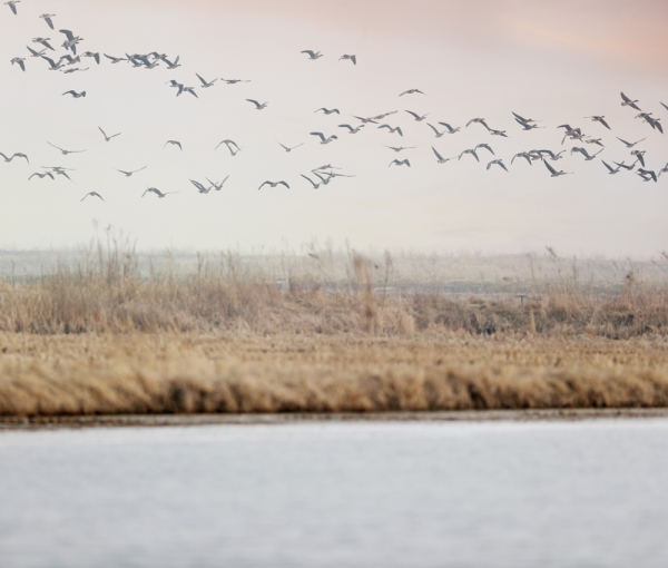 무논조성지역의 철새들