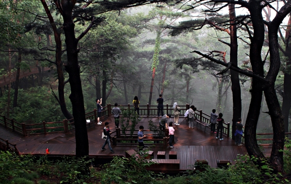 국립산림치유원 데크로드