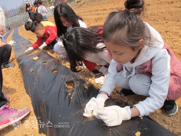 지난해 3월 부여 백강초 학생들이 봄 감자를 심는 모습