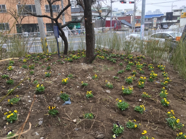 꽃내음 가득한 문화동 꽃밭 조성 모습