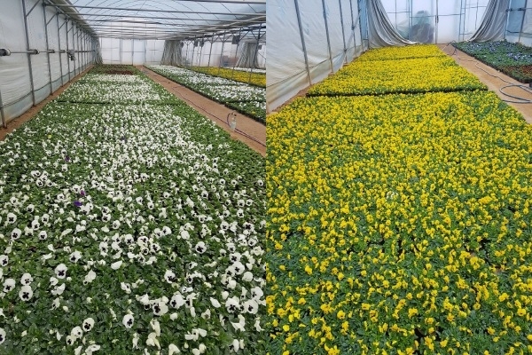 좌로부터/ 팬지와 비올라 (양묘장 모습)