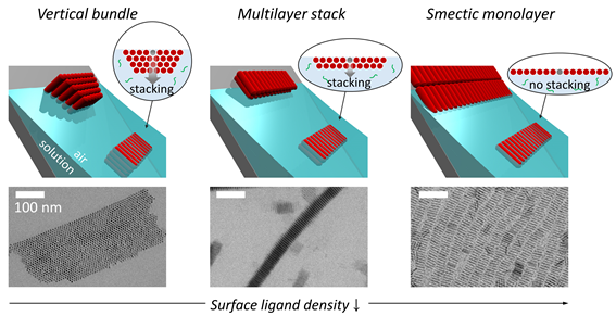 나노막대 표면을 감싸고 있는 리간드 층 밀도에 따른 자기조립구조 모식도와 전자현미경 이미지
