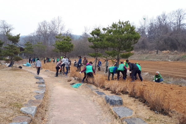 면천면 축제 대비 진달래 식목행사