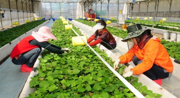 고구마 조직배양묘 증식