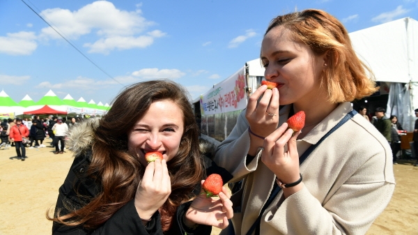 딸기축제장을 찾은 외국인들, 딸기맛보고 환호