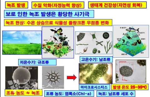 보로인한 녹조 발생은 황당한 사기극