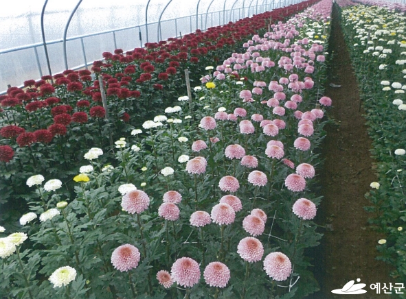 예산수출국화단지, 농산물전문생산단지 평가 ‘최우수’ 선정