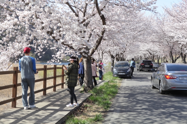 지난해 주산 벚꽃길 모습
