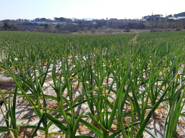 홍산마늘 재배지 모습