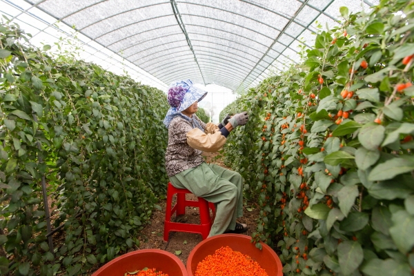 국가브랜드 대상 수상-구기자 수확 모습