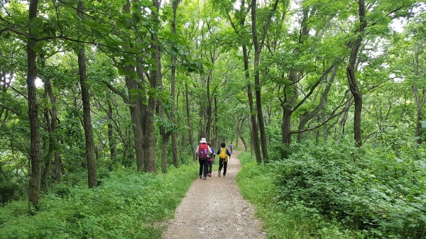 전국 제일 녹색명품도시 조성_명품숲 남산둘레길 사진