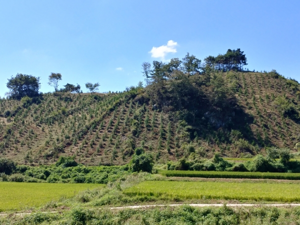 전국 제일 녹색명품도시 조성_조림사업 추진중인 산
