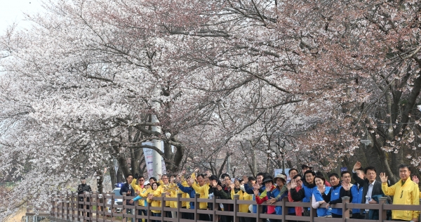 황인호 동구청장을 비롯한 많은 인파들이 벚꽃이 만개한 대청호 벚꽃길을 거닐며 봄의 정취를 만끽하고 있다