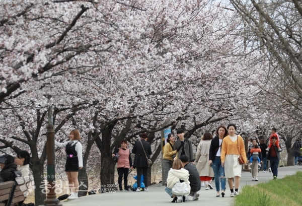 조천변 일원의 벚꽃길을 찾은 시민들