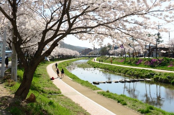 홍성 벚꽃놀이 가자_홍성천