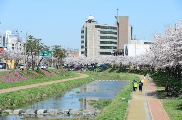 홍성 벚꽃놀이 가자_홍성천