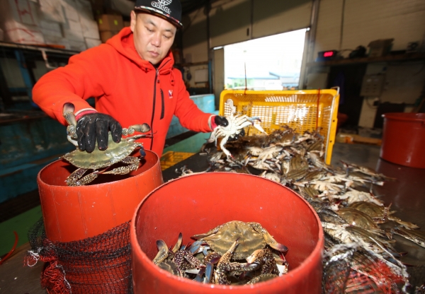 신진도 봄 꽃게