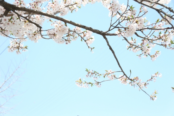 서천군 판교 심동리에서 즐기는 연분홍 산벚꽃