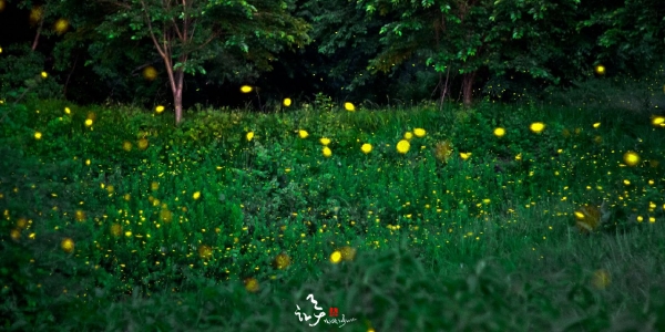 반딧불이 출현(반딧불이 서식지 보전활동)