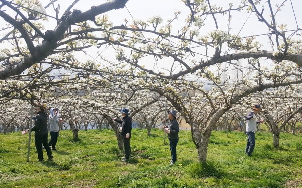 인공수분 일손돕기 현장 모습