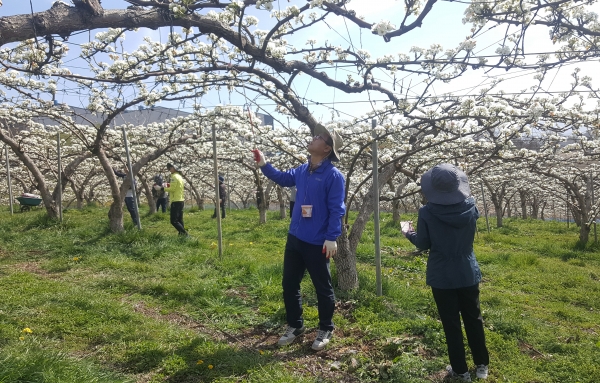 인공수분 일손돕기 현장 모습