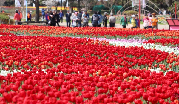 코리아플라워파크 튤립축제