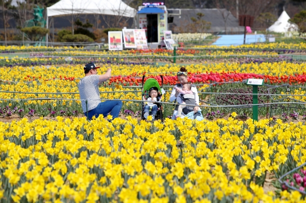 네이처월드 수선화 축제
