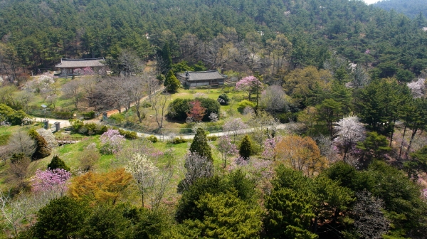 천리포수목원 목련 축제
