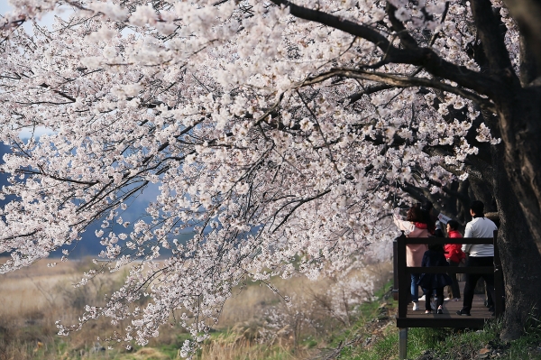 주산 벚꽃길