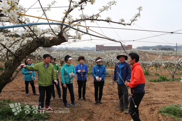 천안시의회, 배 화접 일손돕기 / 충청뉴스 최형순 기자