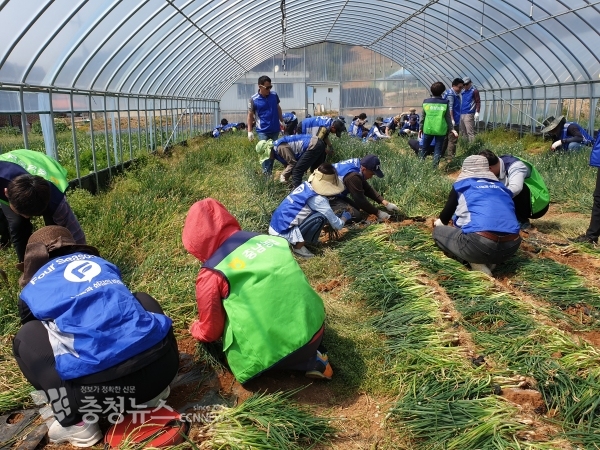하우스에서 잘 자란 쪽파수확으로 농촌봉사 활동