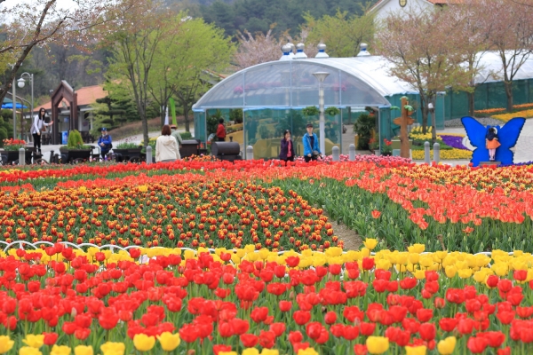 지난 2018년 튤립축제 모습