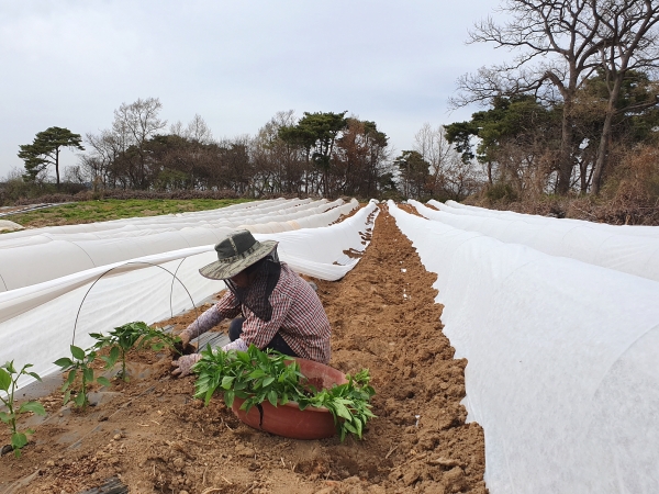 고추 부직포 터널재배