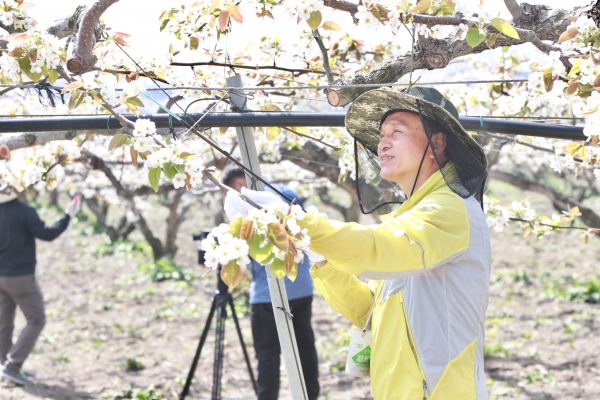구본영시장 배 인공수분 봉사활동 모습