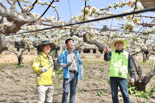 구본영시장 배 인공수분 봉사활동 모습