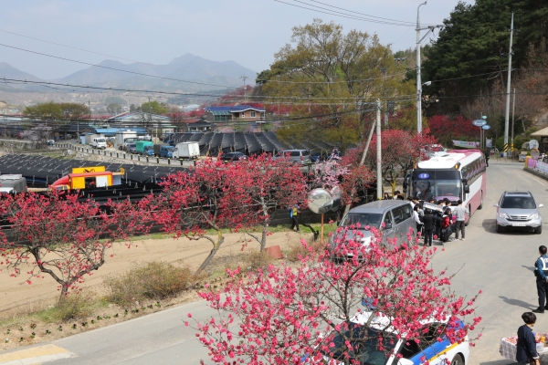 홍도화 축제 전경
