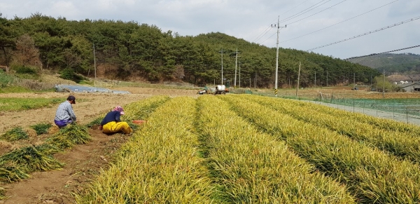 청양군 맥문동 수확 한창