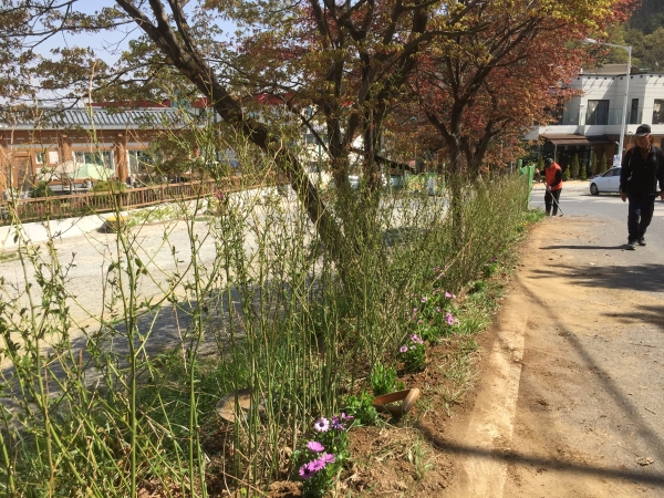 보문산 산책로 조성된 꽃길