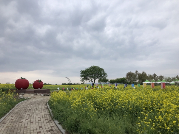 2019 부여세도 방울토마토&유채꽃축제 행사장 준비 장면