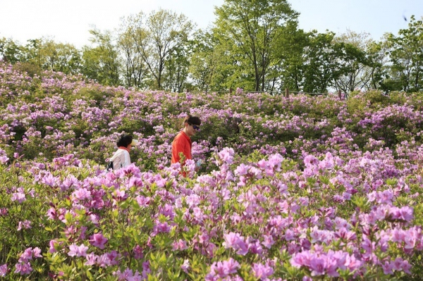 대둔산 월성봉 철쭉