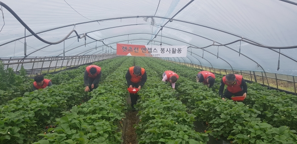 충남 논산시 상월면 딸기 농가를 방문, 딸기 수확 및 출하작업 등 농촌마을 일손돕기 봉사활동 모습