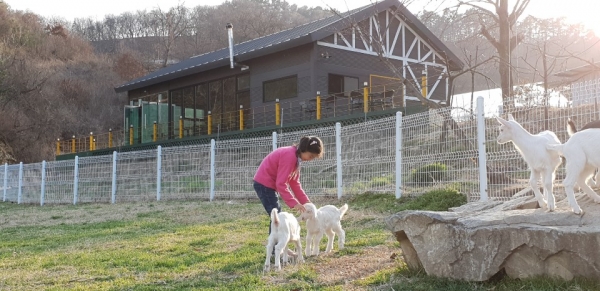 치유형 체험프로그램이 돋보이는 청양 알프스산양목장
