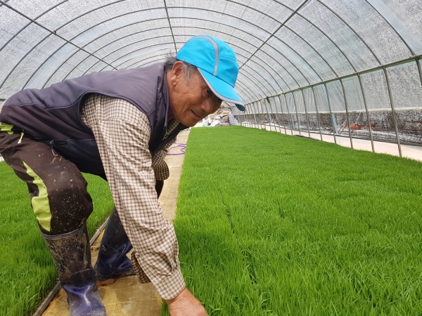 병해가 발생한 못자리를 살펴보고 있는 농민 모습.